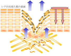 顼ȥӥߥ뤷ϥꡦϤUP 